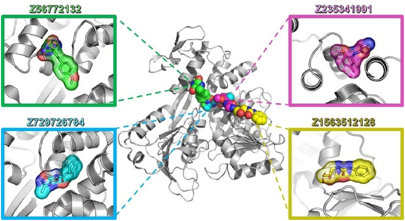 Fragment-based discovery and optimization of Zika virus NS3 helicase ligands as antiviral hit candidates.