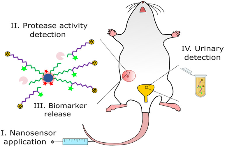 Feasibility of a protease activity-based nanosensor for breast cancer screening.