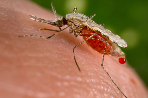 Malaria-doena-300