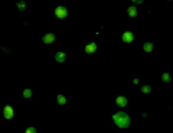 clulas-fluorescencia-zucolotto_250