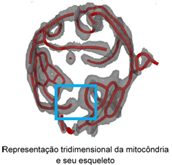 Mitocondria-1-